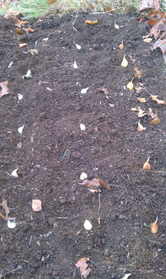 Garlic Cloves Laid Out Prior to Planting