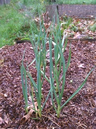 Garlic growing in springtime.